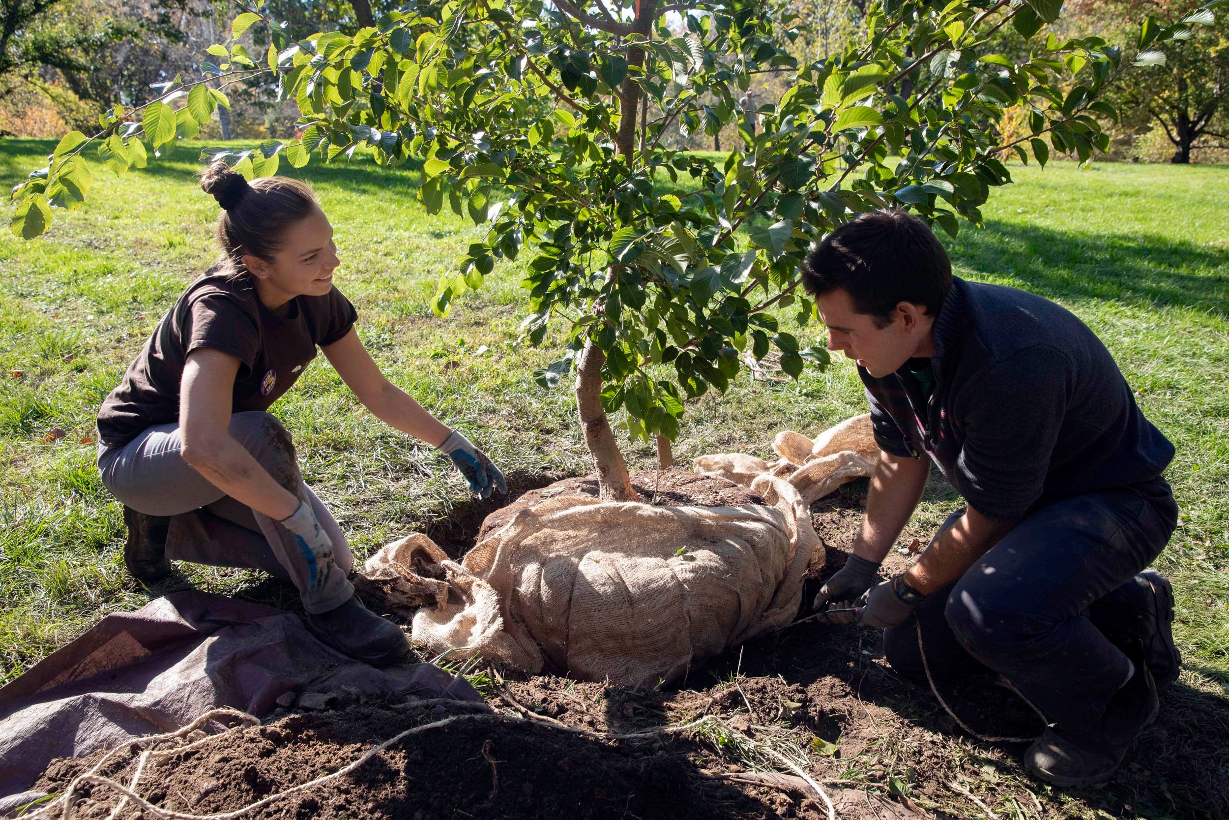 Kelly Young and Adam Fundytus plant an elm tree at the Arnold Arboretum.