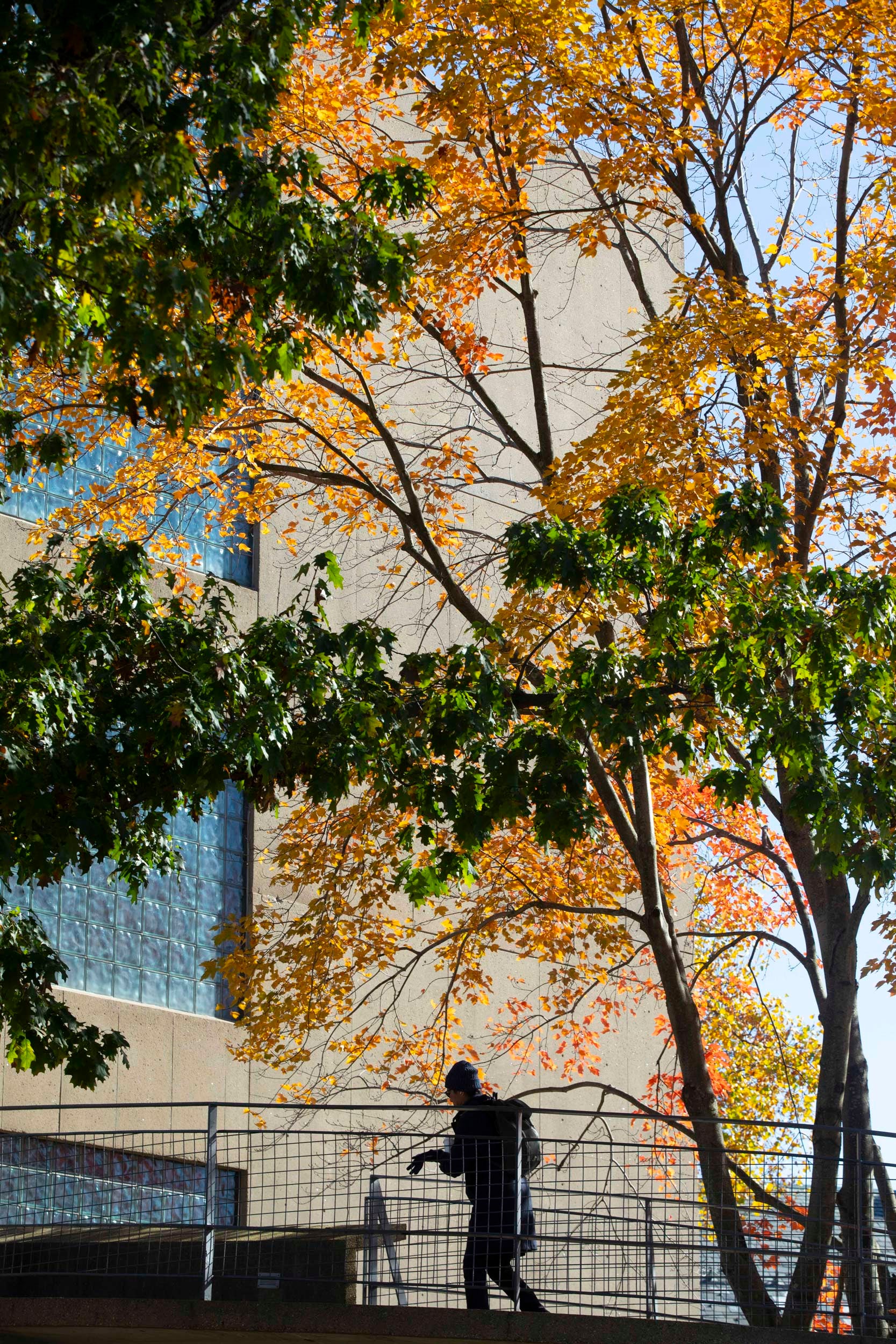 Fall colors frame a person walking up the ramp of the Carpenter Center.