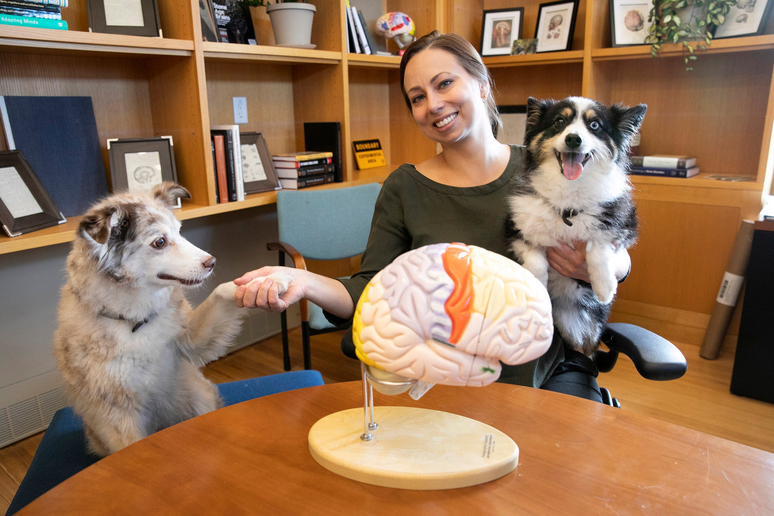 Erin Hecht with her Australian Shepherds in her office in front of a brain model.