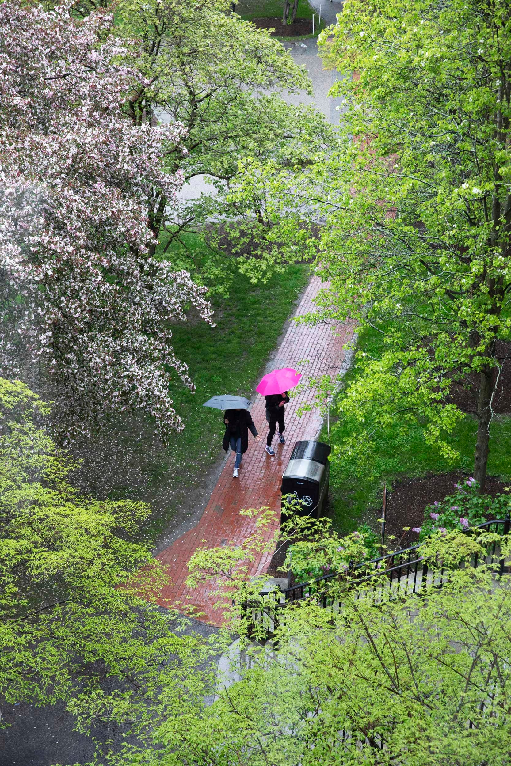 People with umbrellas pass beneath trees.
