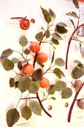 Photo of glass apricot
