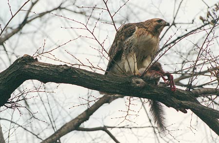 Hawks in tree