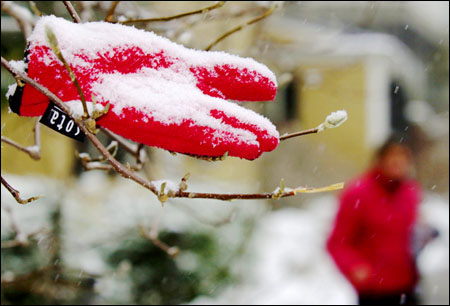 Photo of snow glove in tree branches