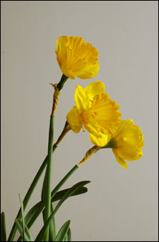 photograph of daffodils