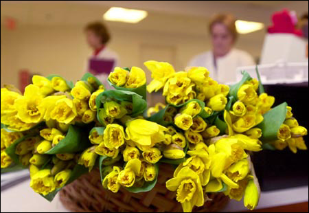 Daffodil sellers and their