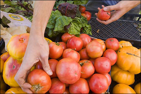 picking tomatoes