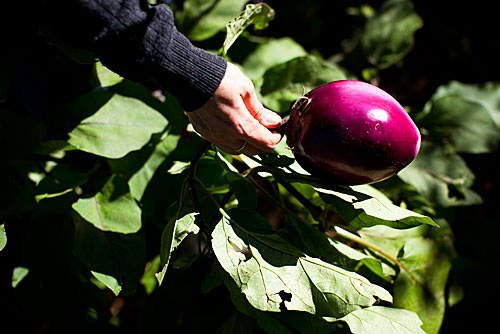 Impressive eggplant