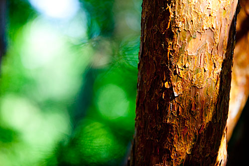 This Japanese Red Pine frays and splinters in the sun. 