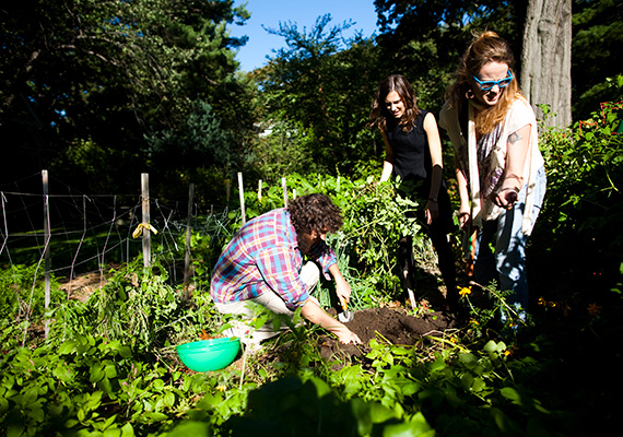 With University support, gardens have been springing up across campus. File photo Stephanie Mitchell/Harvard Staff Photographer