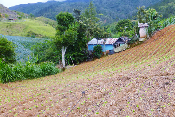 The local economy of Pinalito in the Domican Republic is based on agriculture. Community leader Luis Ciprian grows potatoes in this field. Photos courtesy of Christopher Lombardo/SEAS