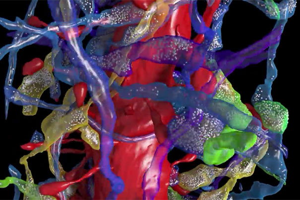 Closer view of the brain — Harvard Gazette