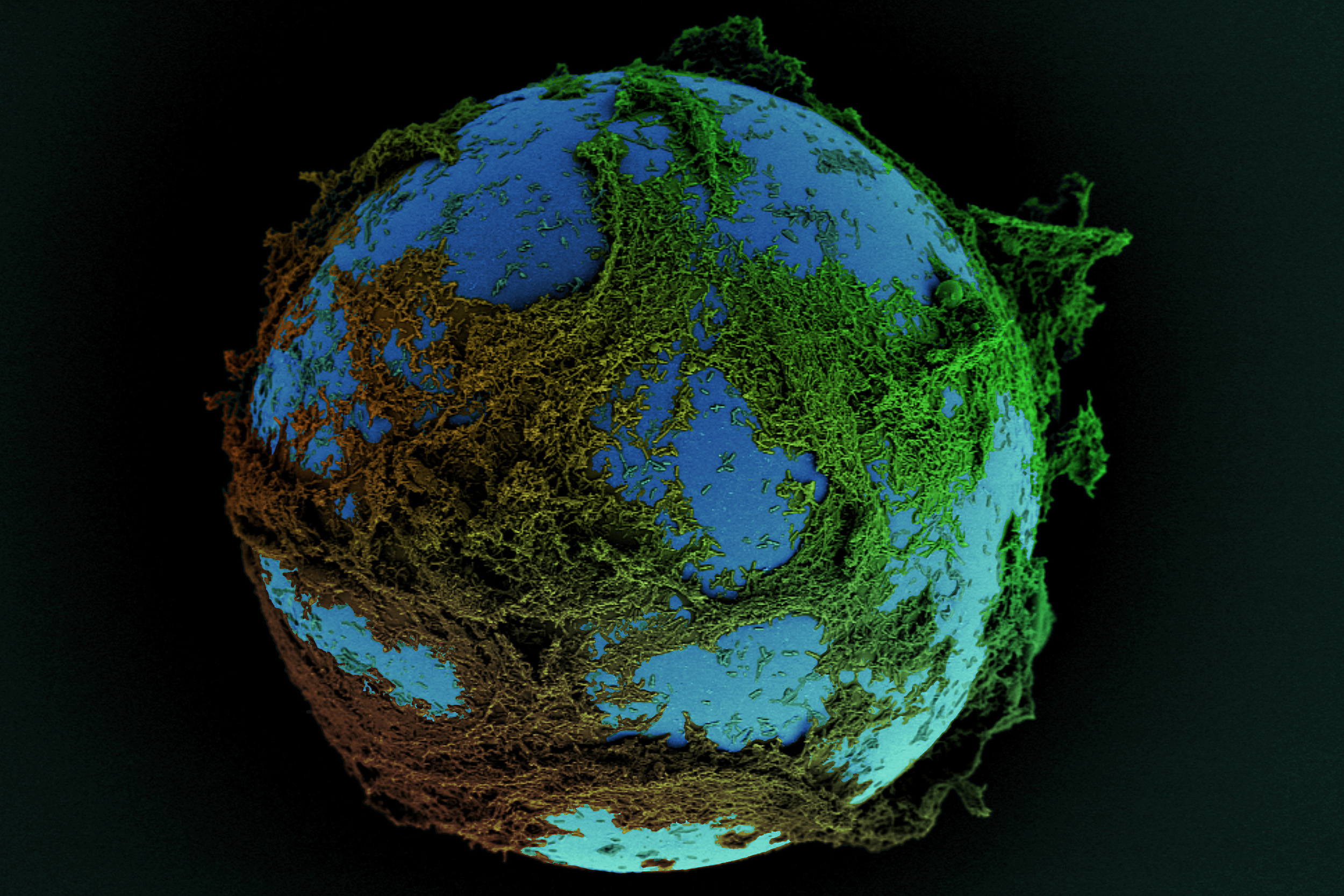 Biofilm resembles globe.