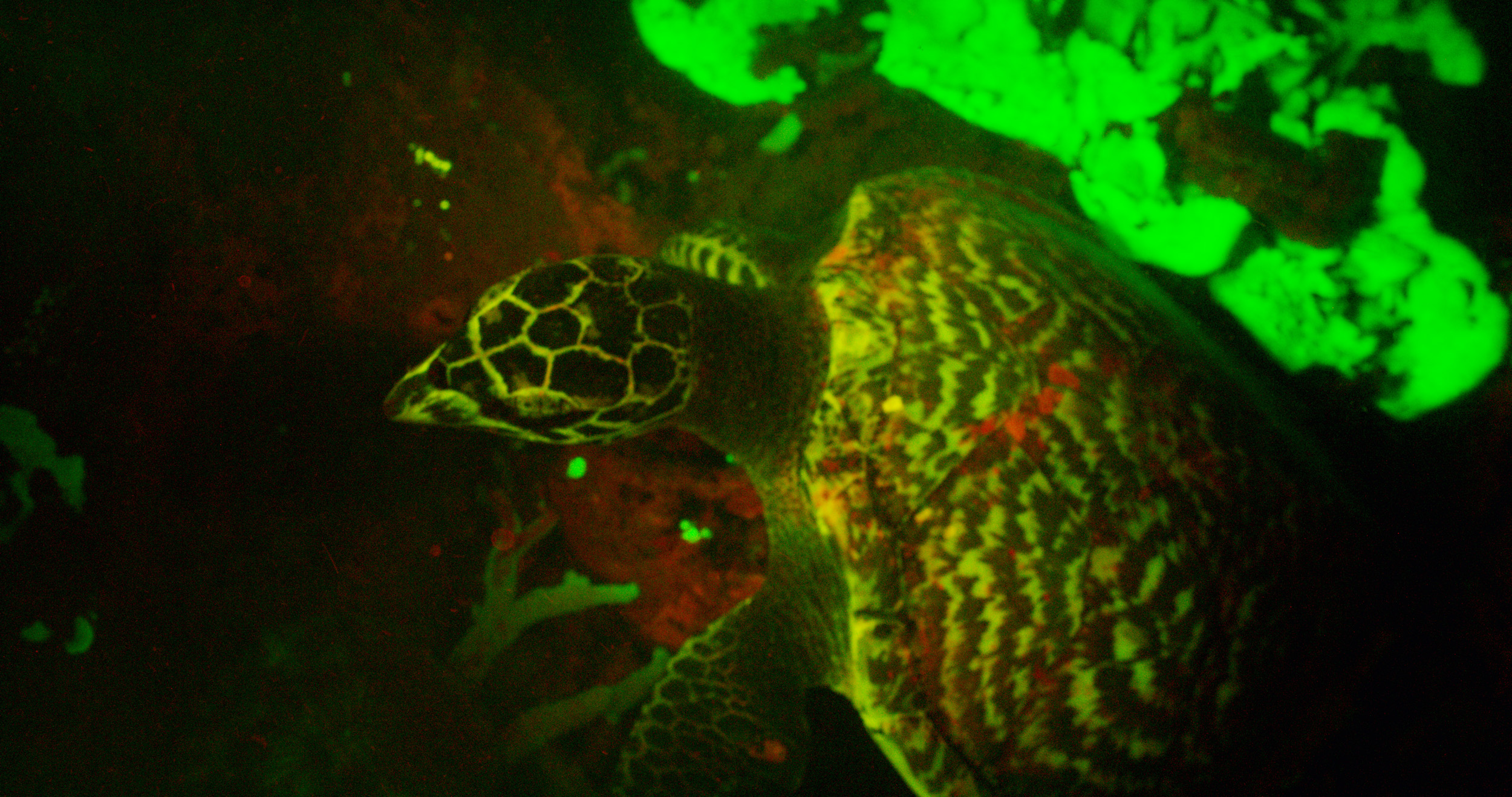 Bioflourescent turtle.