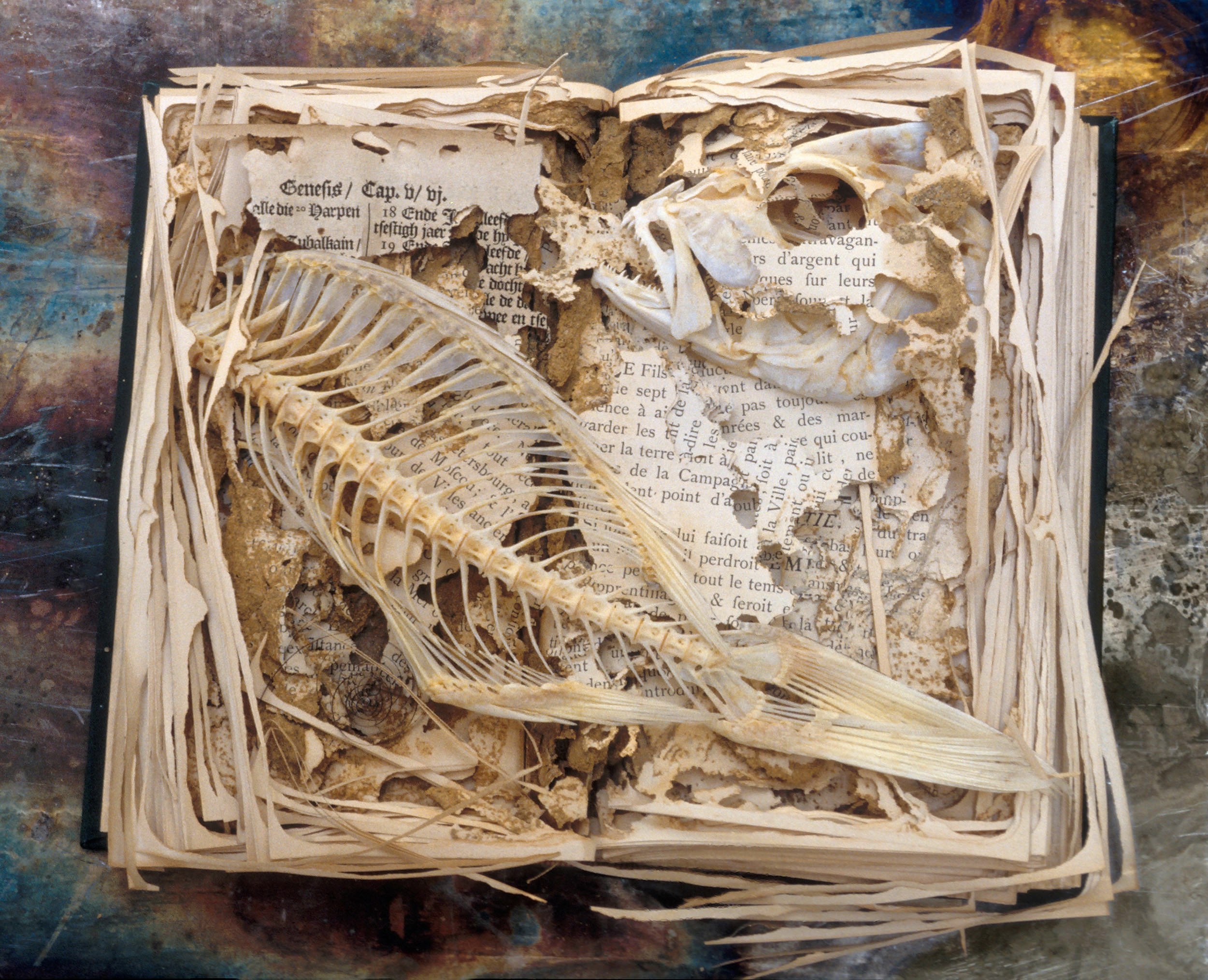 Fish bones placed on top of termite-damaged book.