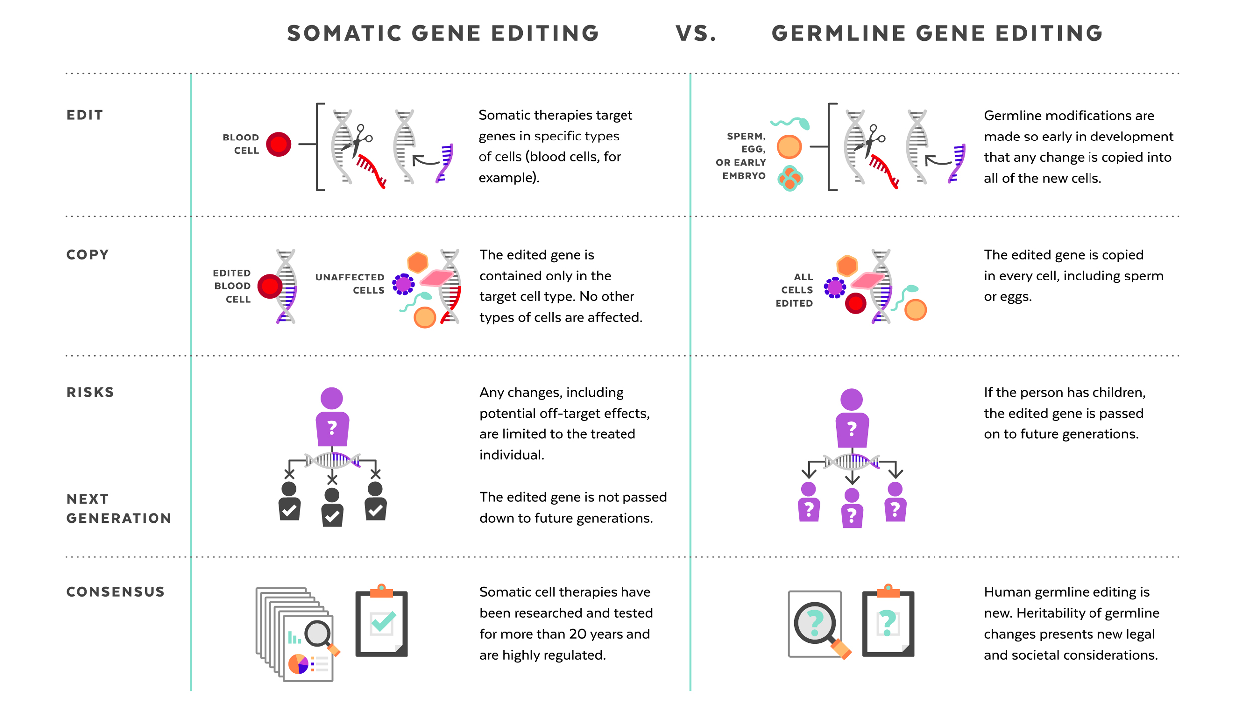 Comparison of somatic vs. germline editing.