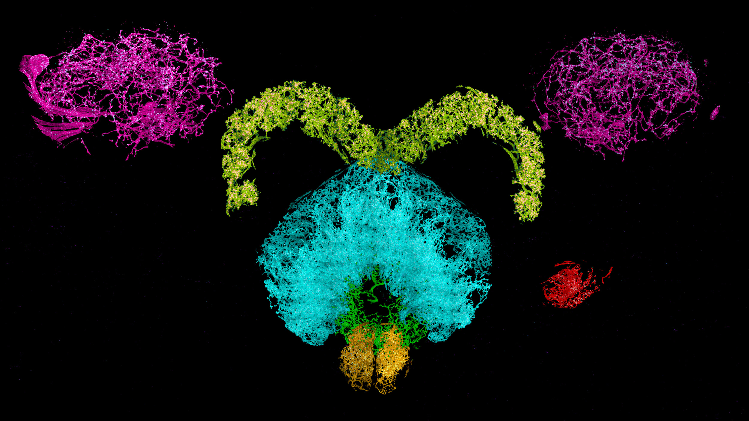 Dopaminergic neurons and associated synaptic proteins in the central complex of the fruit fly brain, color coded by different domains