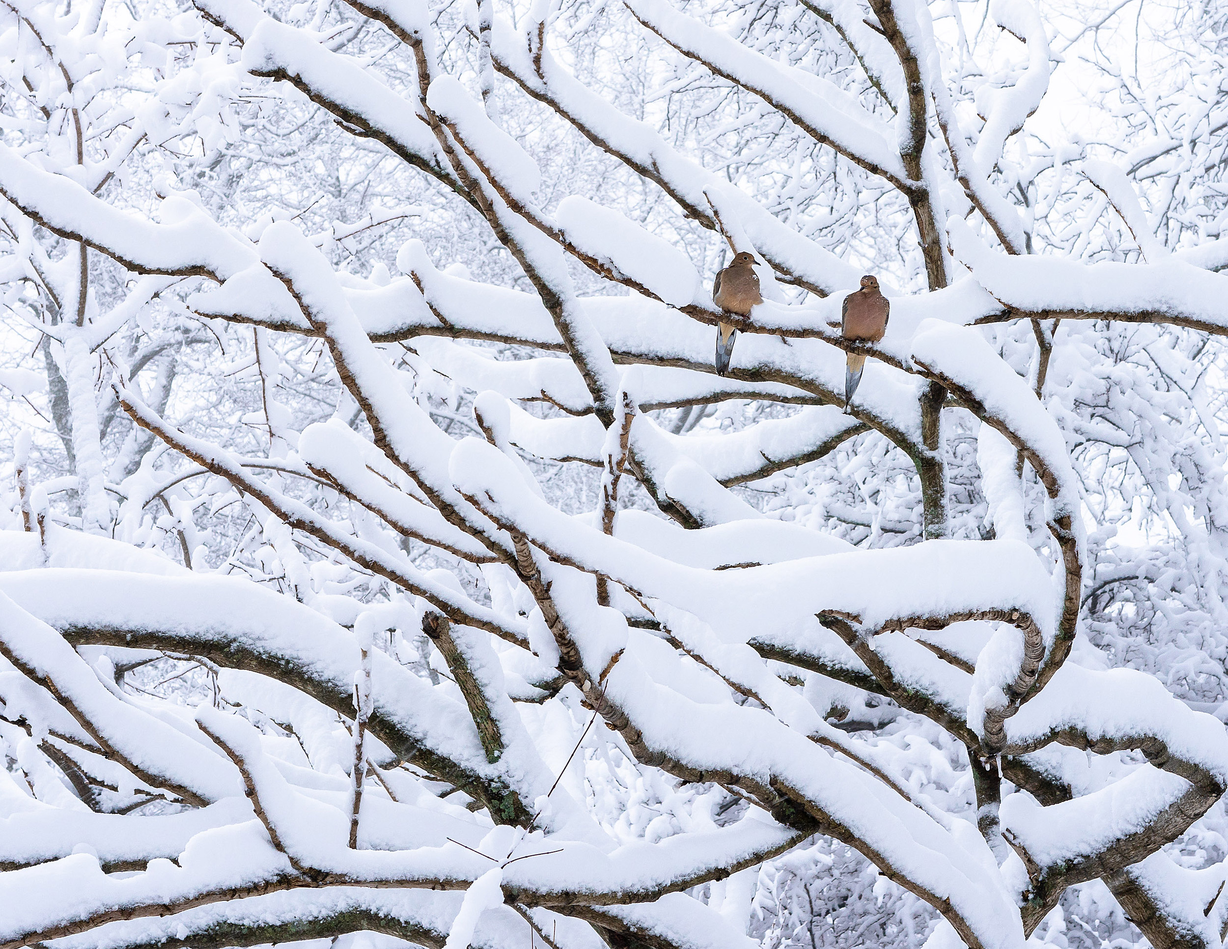 Mourning doves in snowy branches.