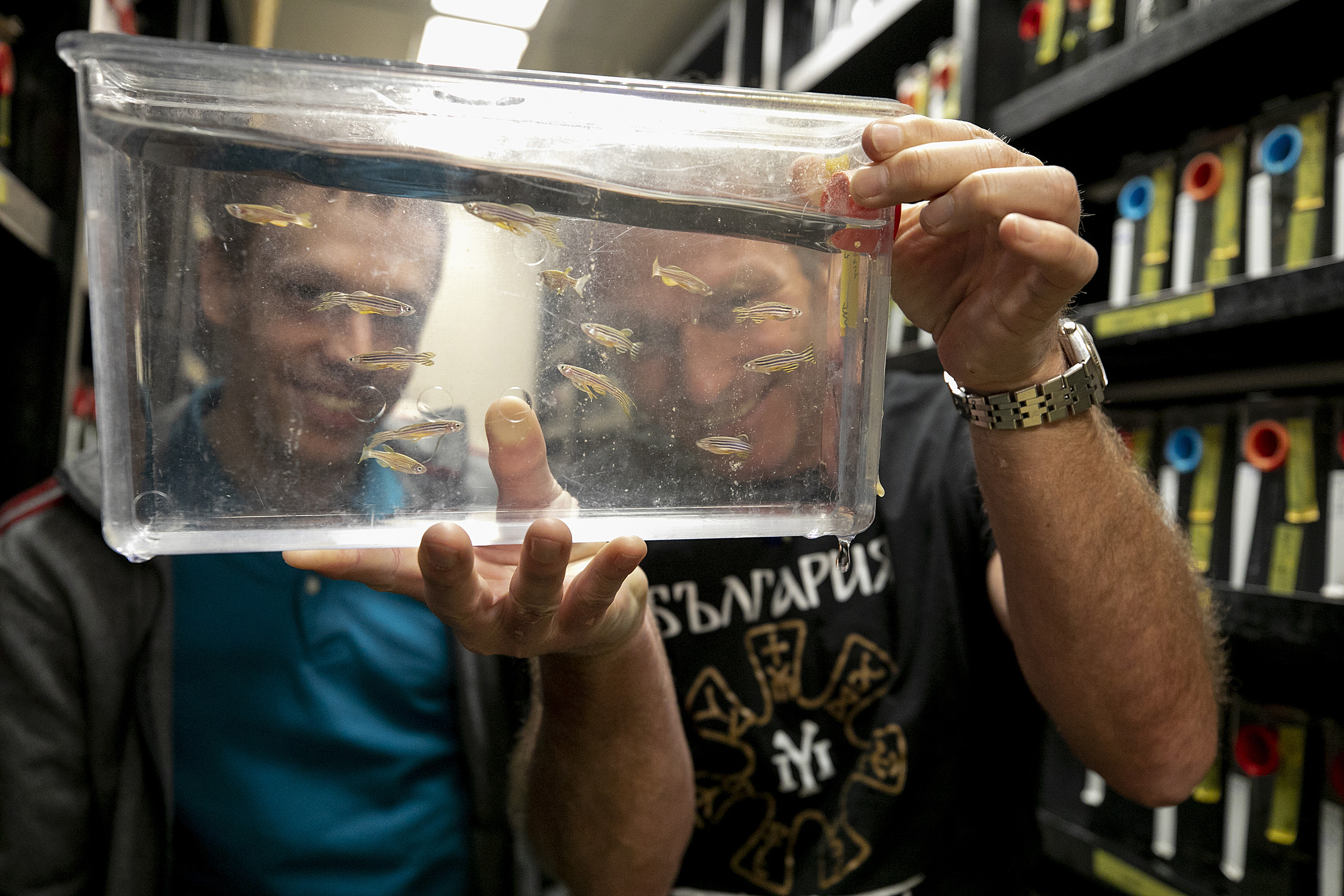 Researchers looking at zebrafish