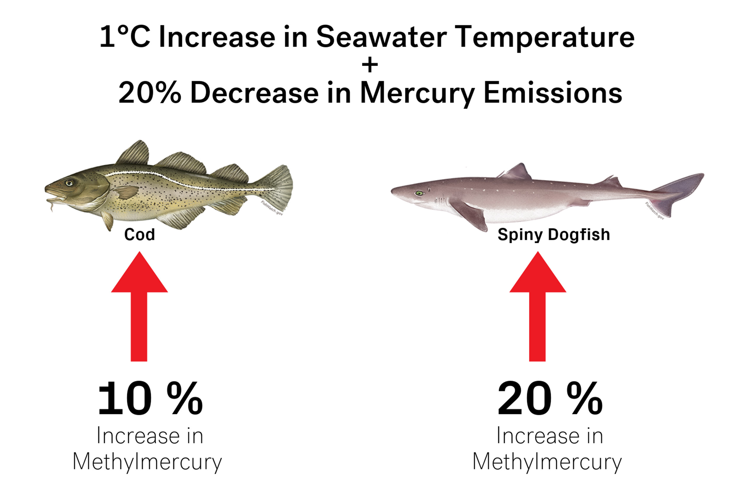 Graphic of saltwater temperatures on the rise
