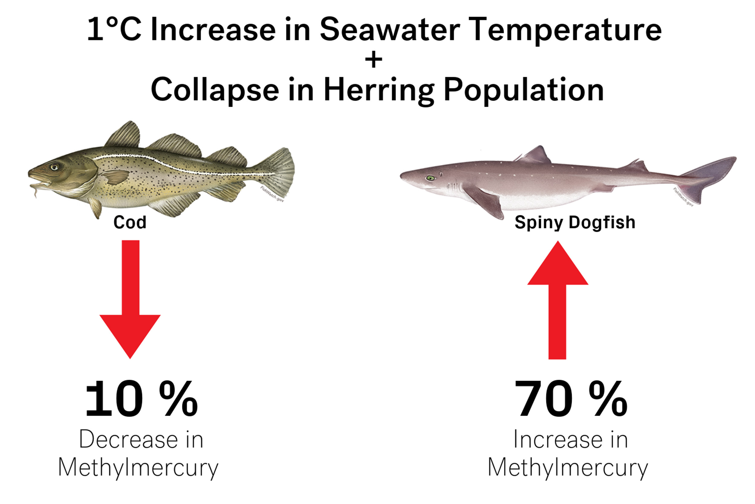 Graphic with herring population decreasing