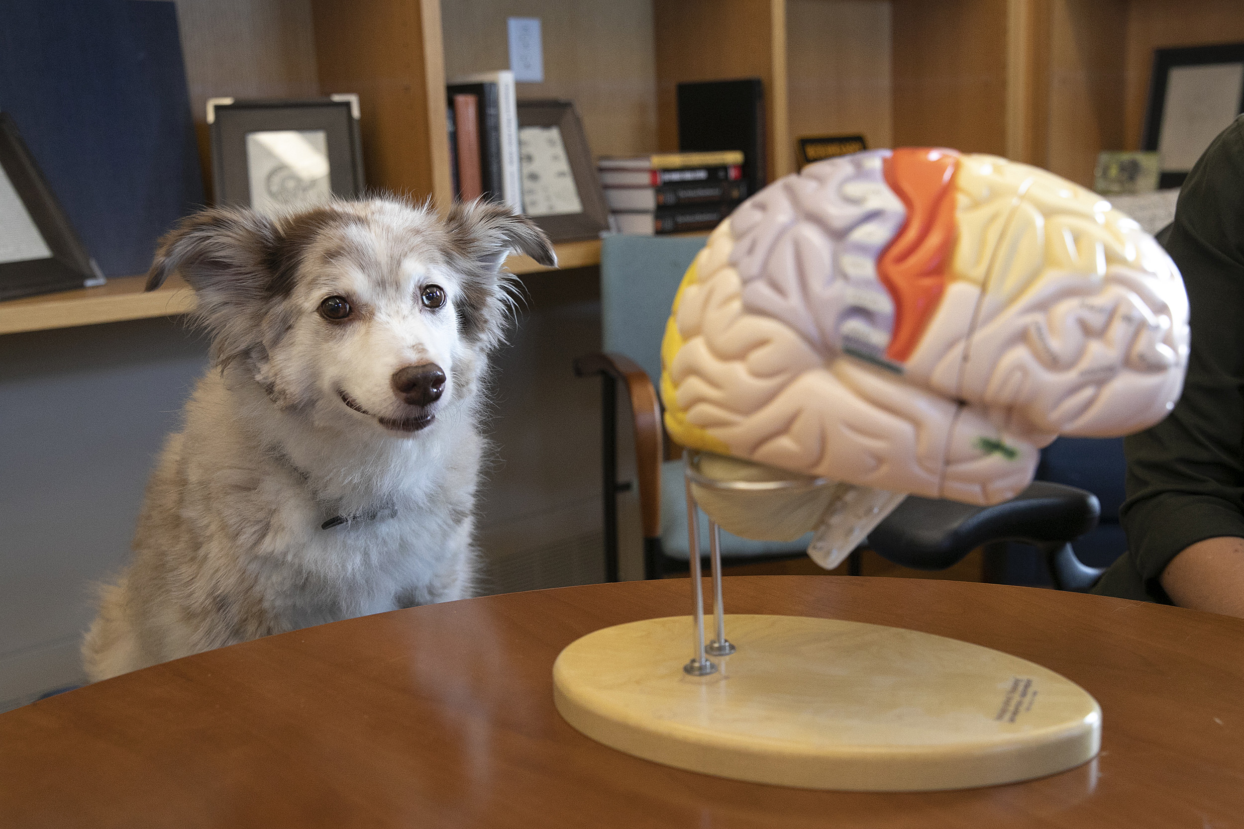 dog looking at model of brain