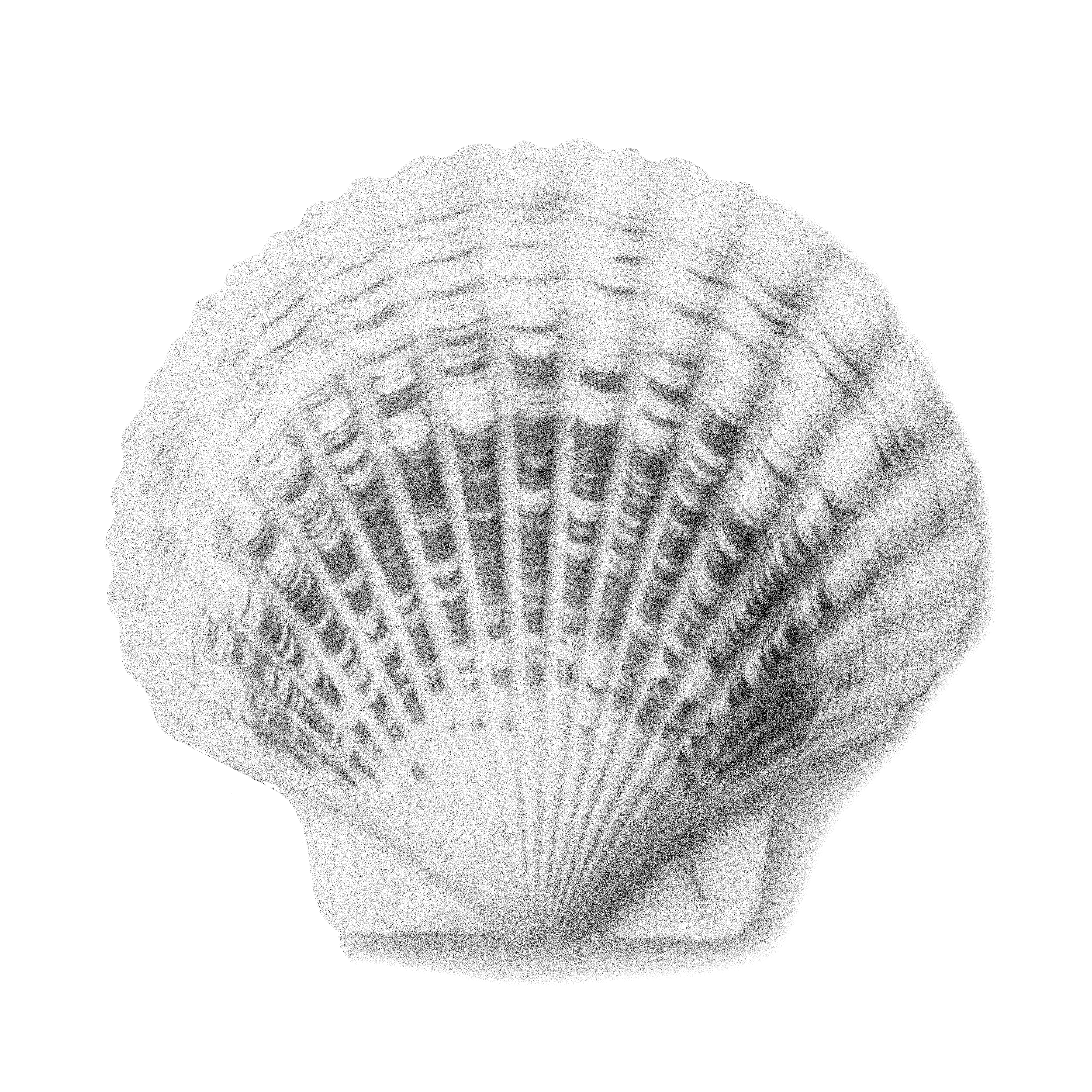 Illustration of a clamshell.