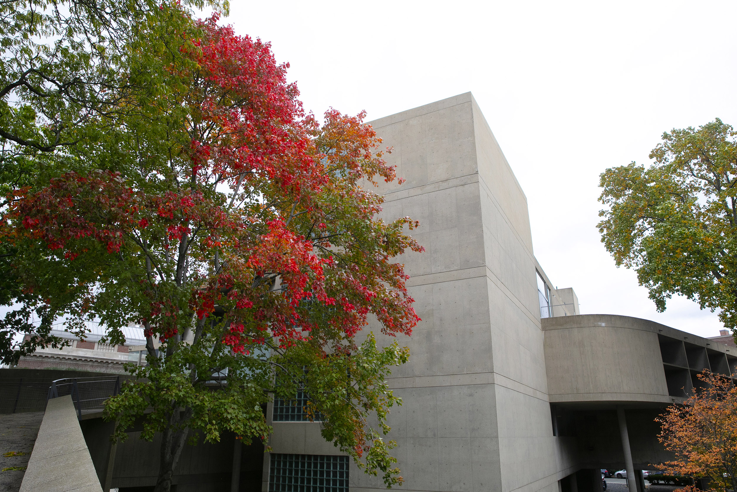 Autumn leaves are on display outside the Carpenter Center.
