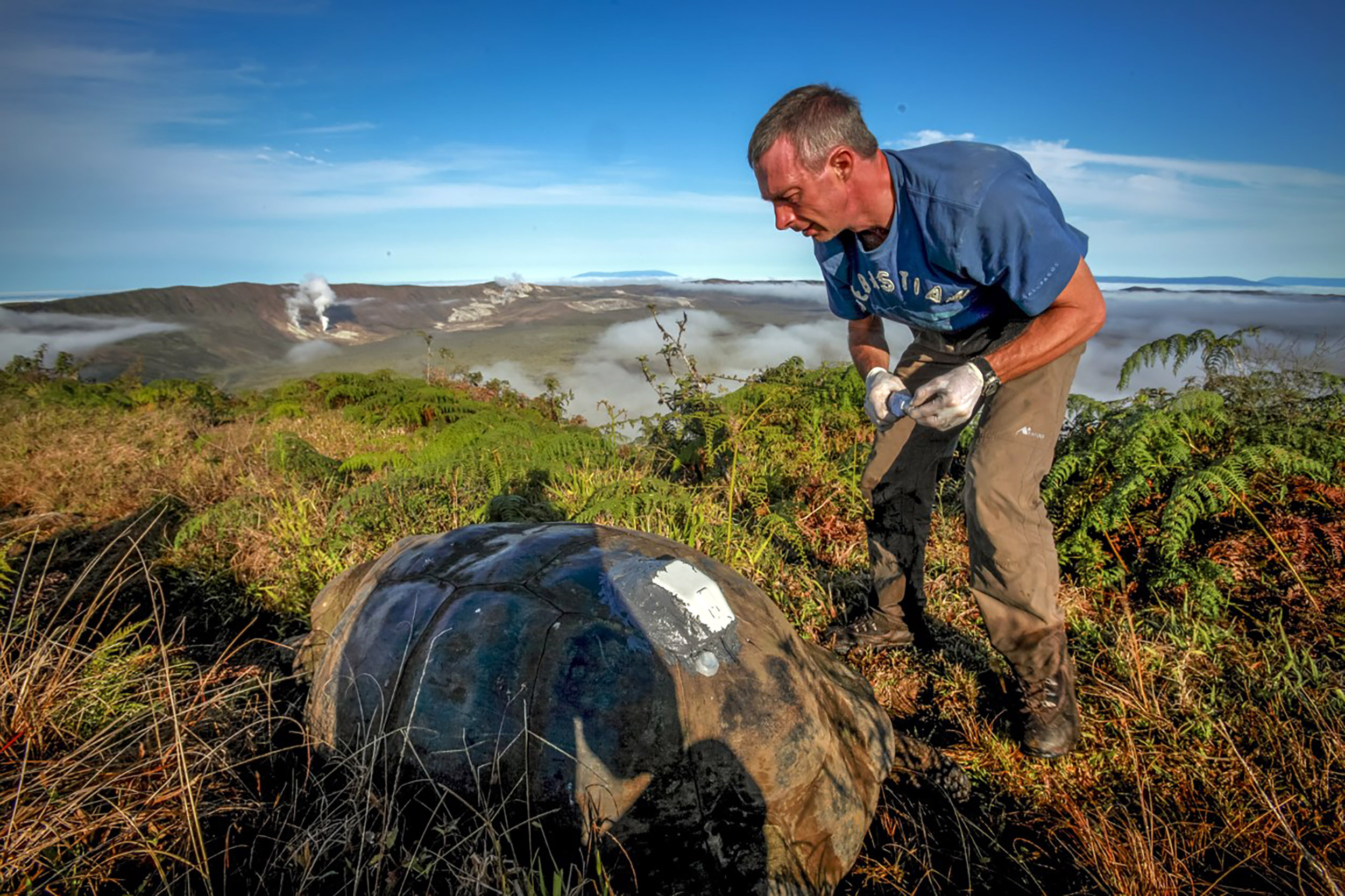 Galapagos giant tortoise with solar GPS tag