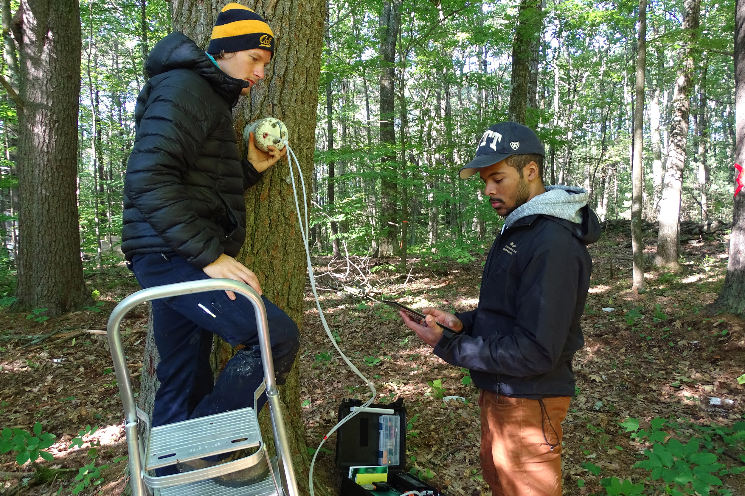 Monitoring a tree's respiration.