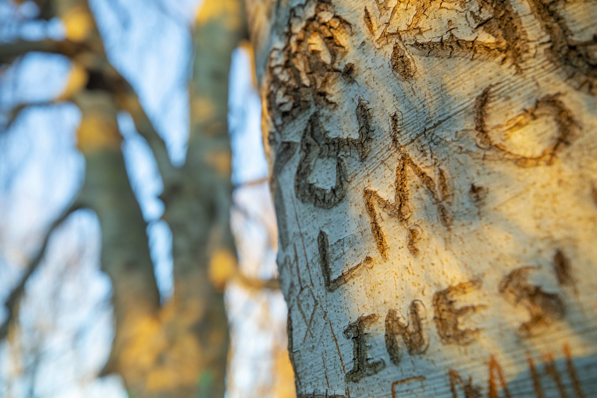 Carving on Beech trees could be fatal because it allows pests to be able to permeate the bark. The Pendula, a European Beech Tree is part of Beech Tree collection on Beech Path in the Arnold Arboretum.