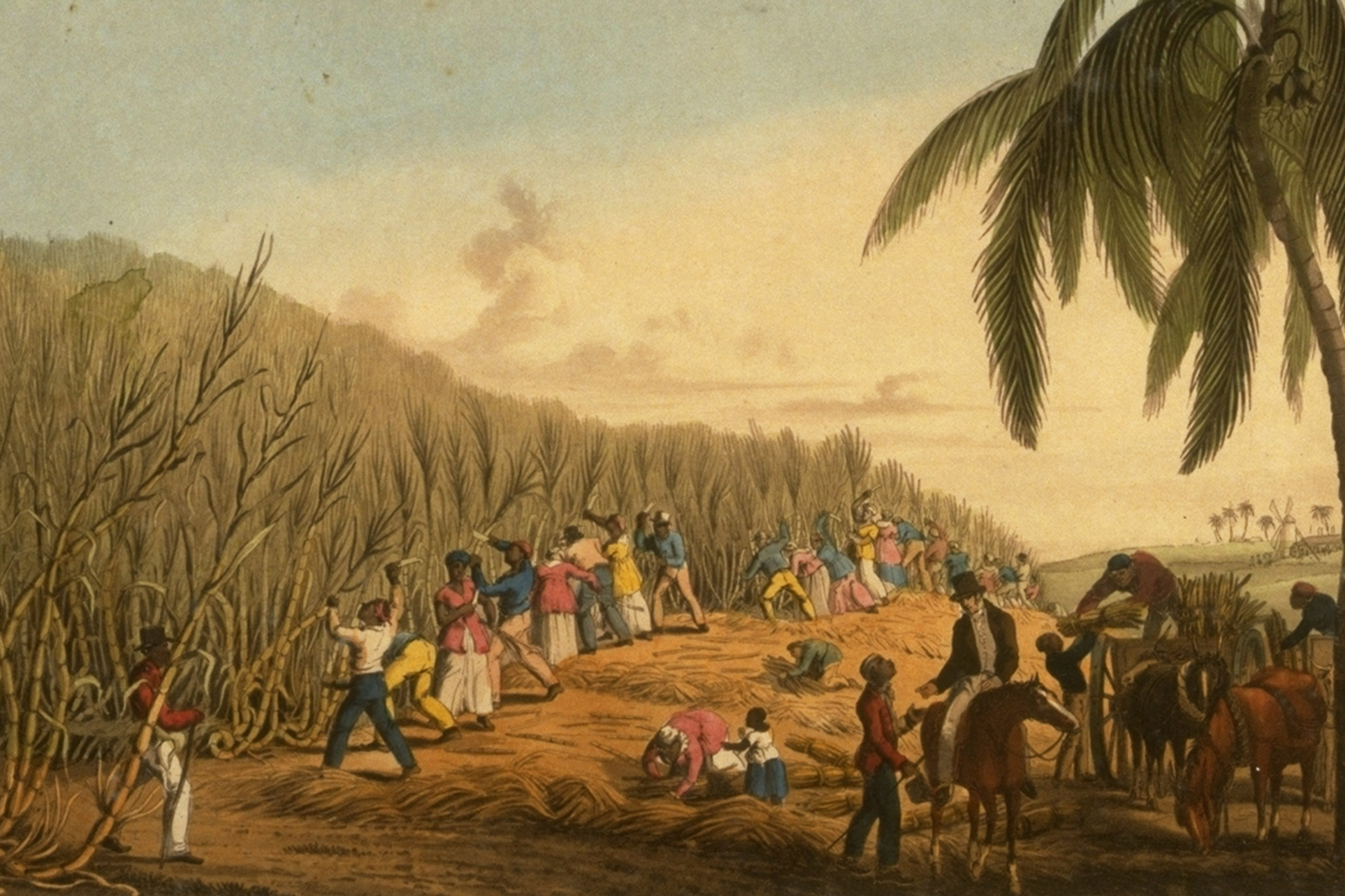 “Sugar Cane Harvest, Antigua, West Indies, 1823”