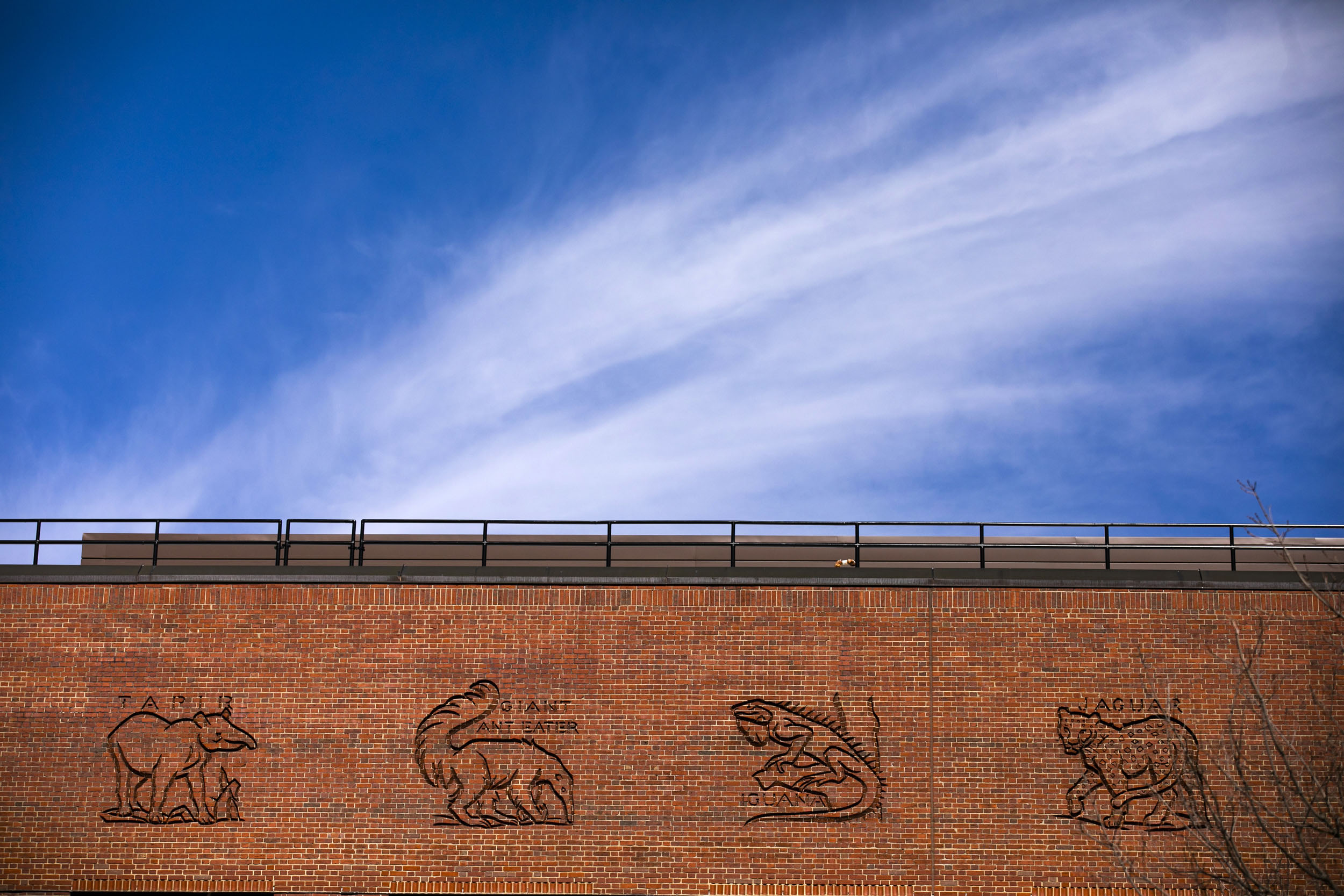 An animalia of tapir, giant anteater, iguana, and jaguar decorate the hand-carved frieze atop the five-story Biological Laboratory Building.