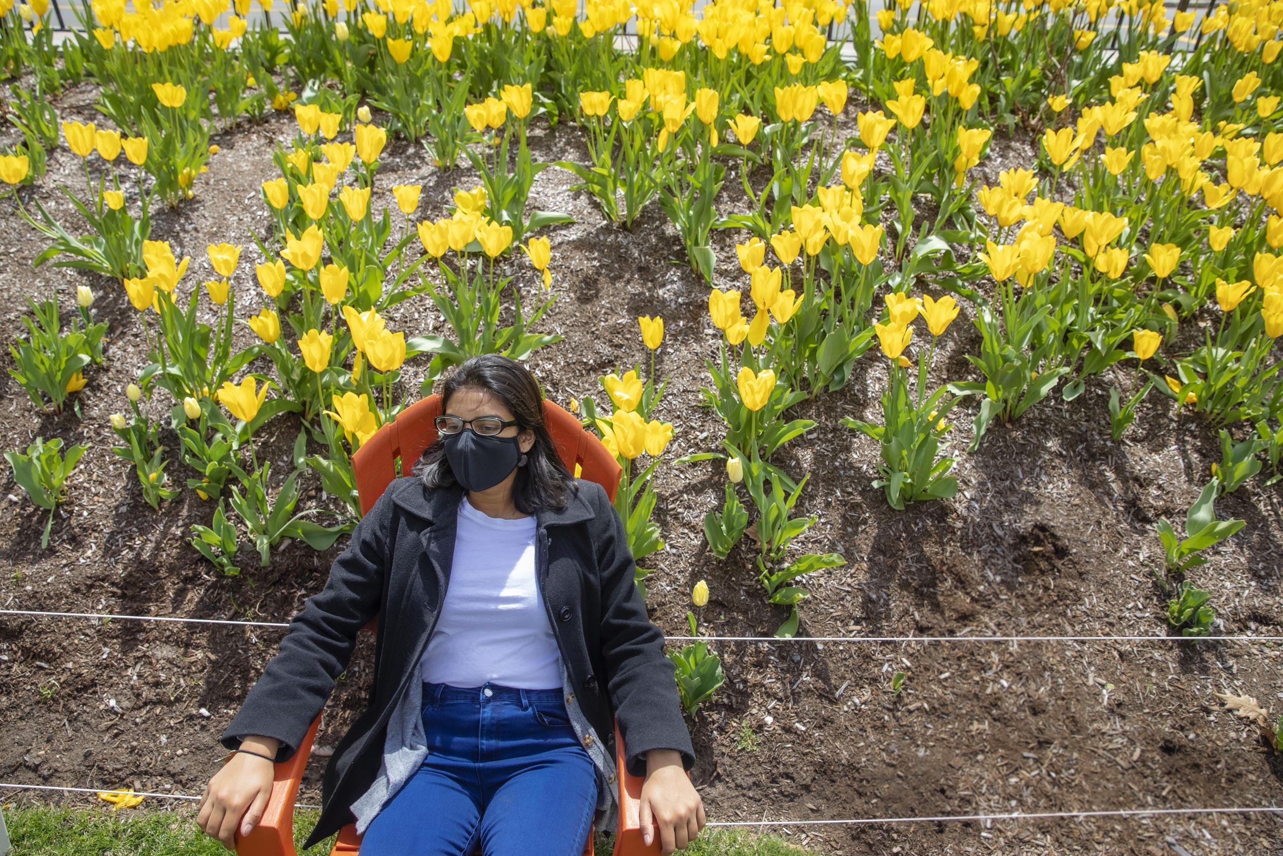 Marisa Sumathipala, '22 relaxes near a bed of daffodils at Leverett House.