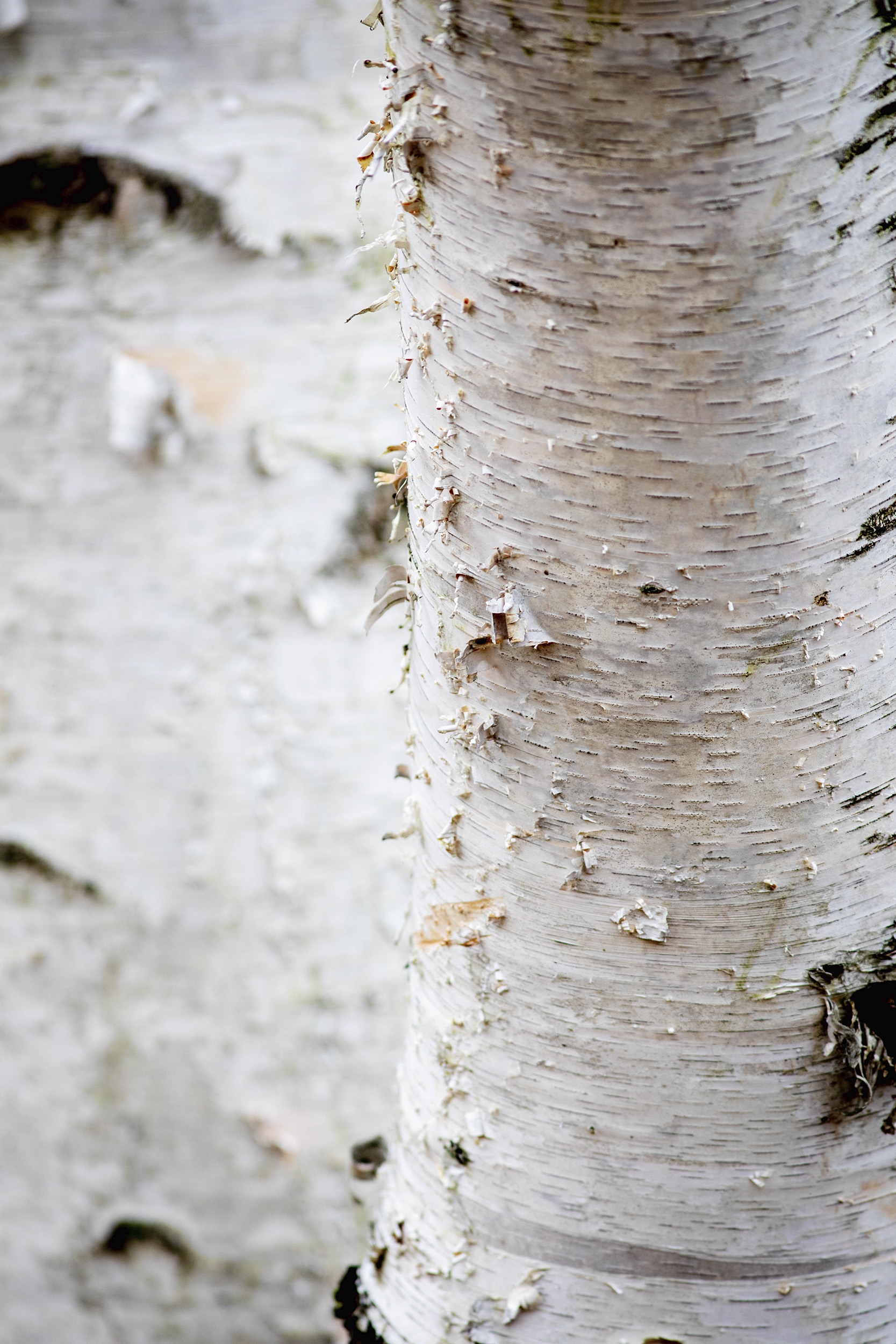 The bark of a birch (Betula) at Arnold Arboretum.