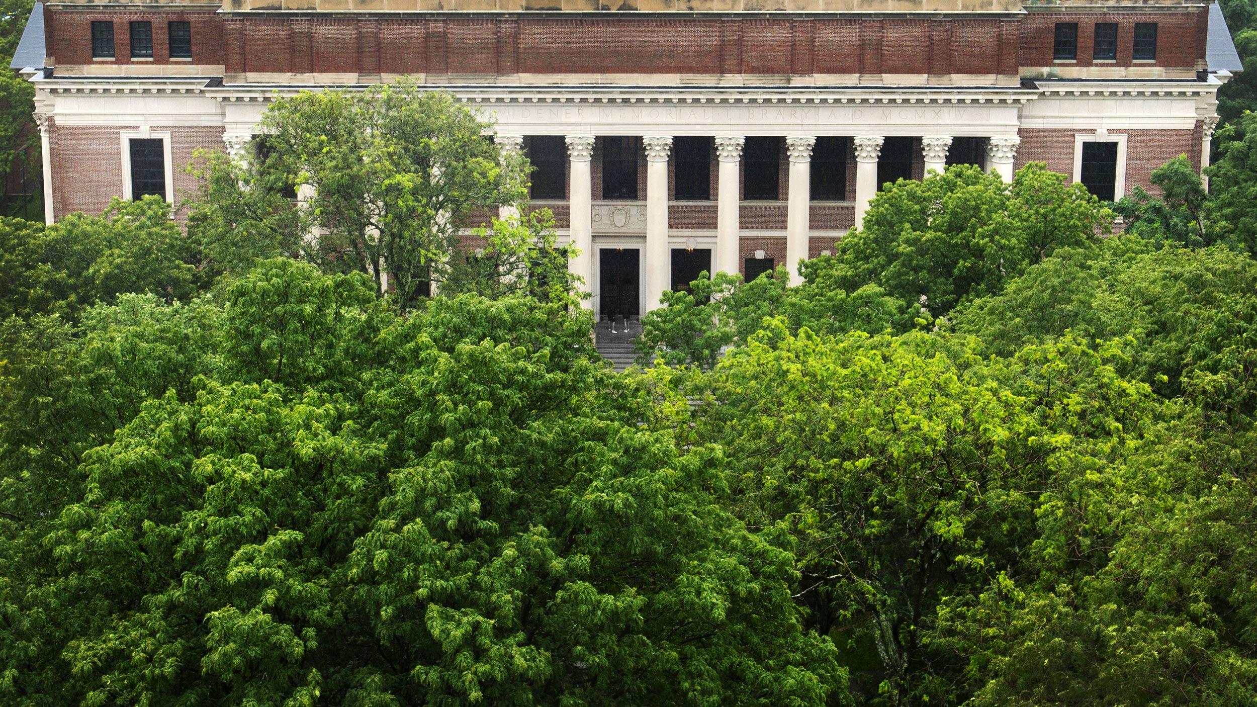 Trees engulf the steps and entrance to Widener Library.