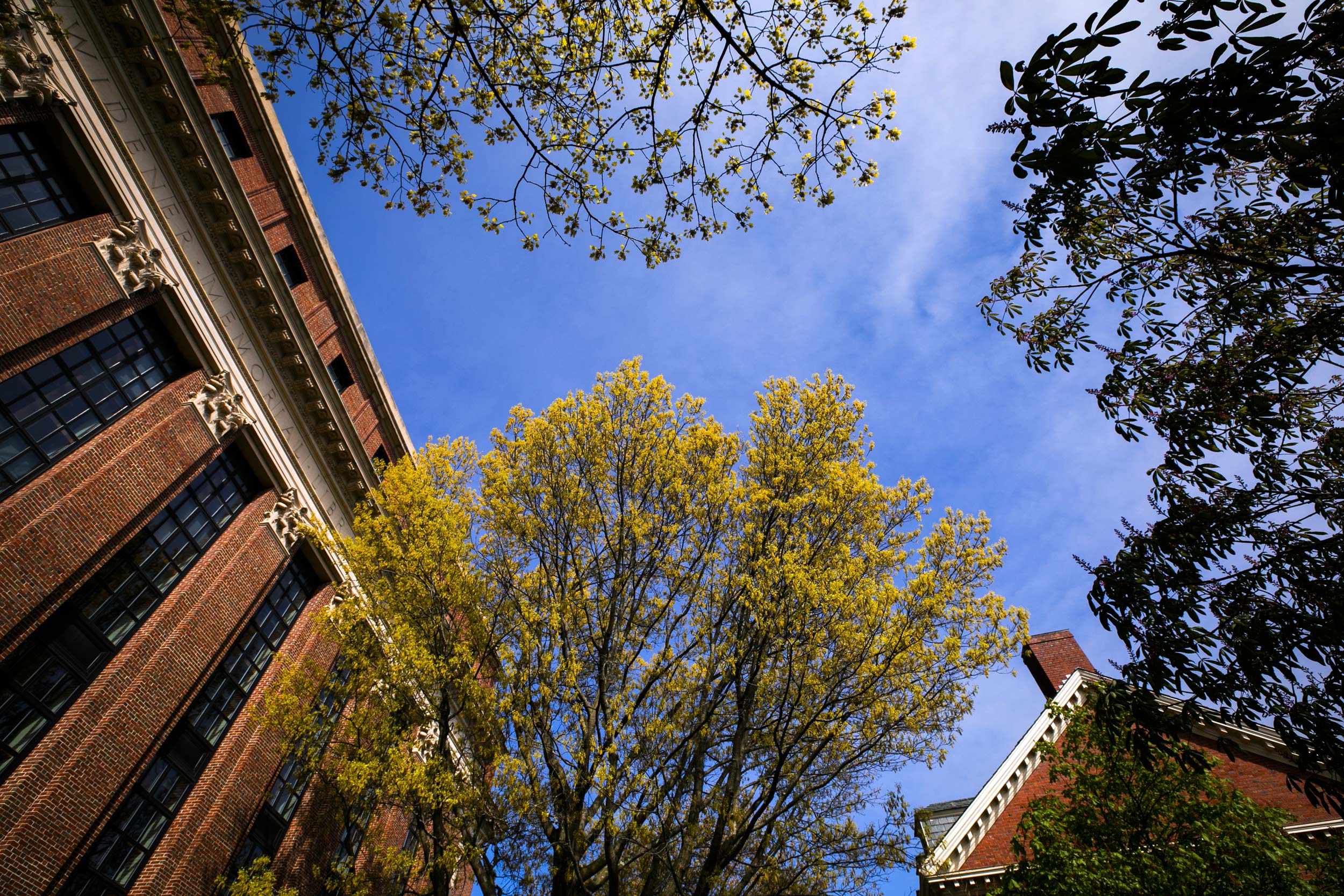 Spring brings budding leaves between Widener Library and Wigglesworth Hall.