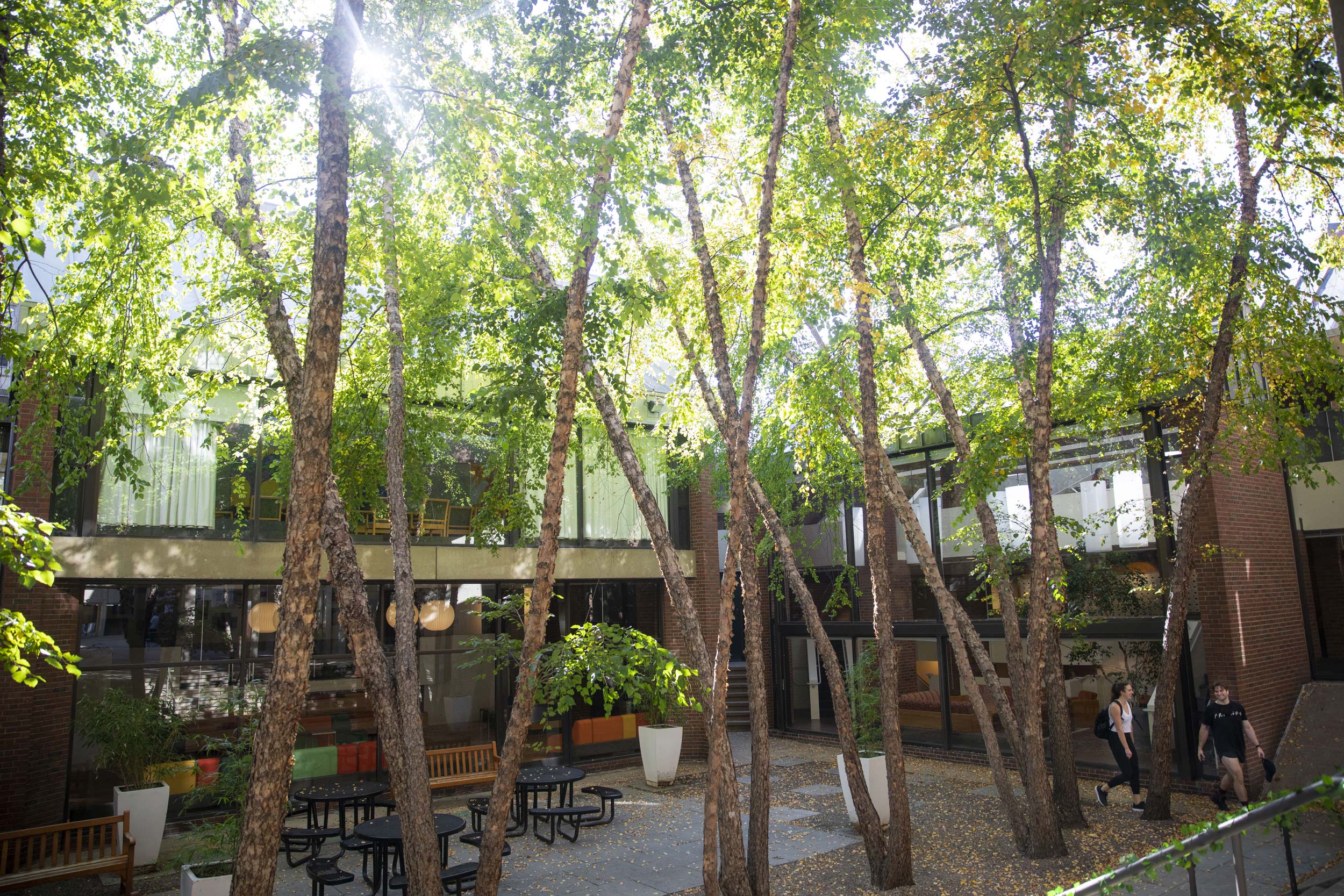 Trees crisscross in the Mather House courtyard.