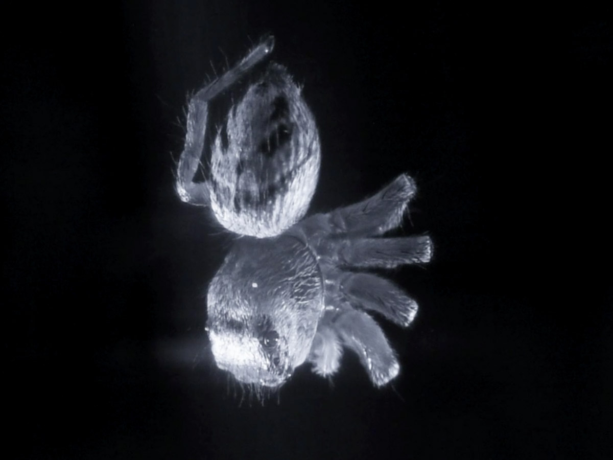 Harvard researchers find REM sleep in jumping spiders — Harvard Gazette