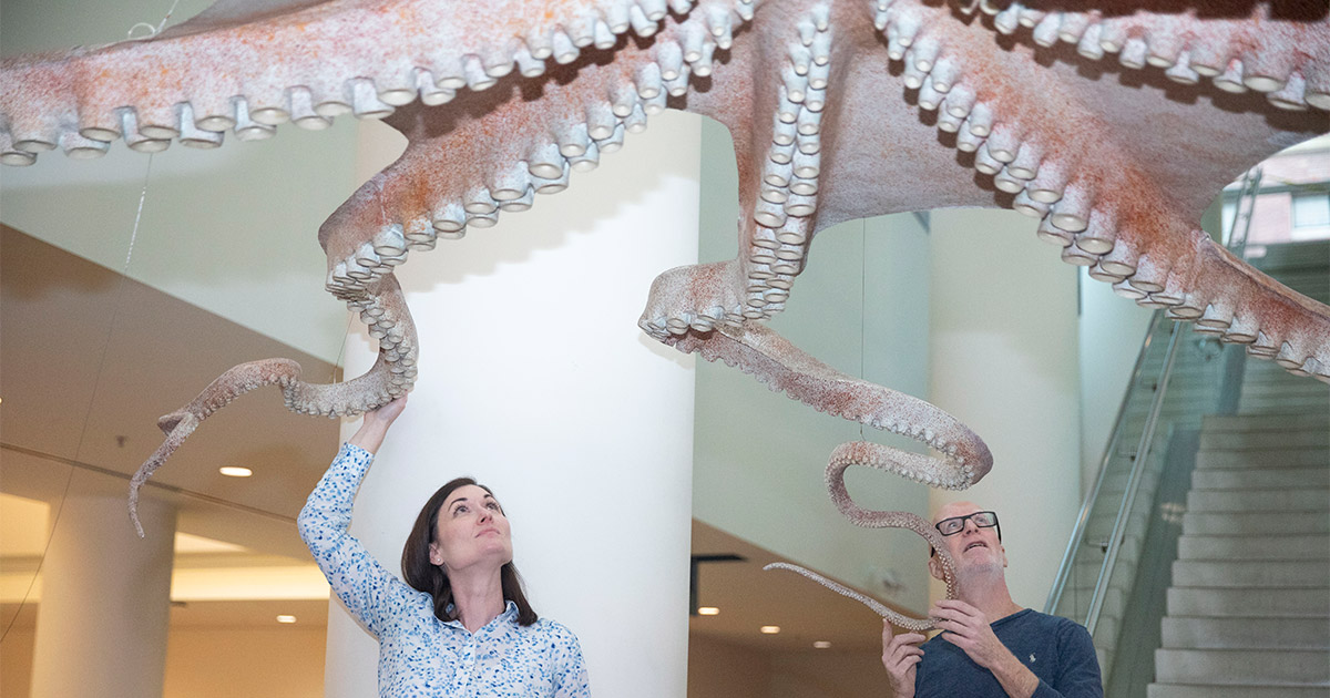 Paper Octopus Real Restored papier-mâché octopus is grabbing attention — Harvard Gazette