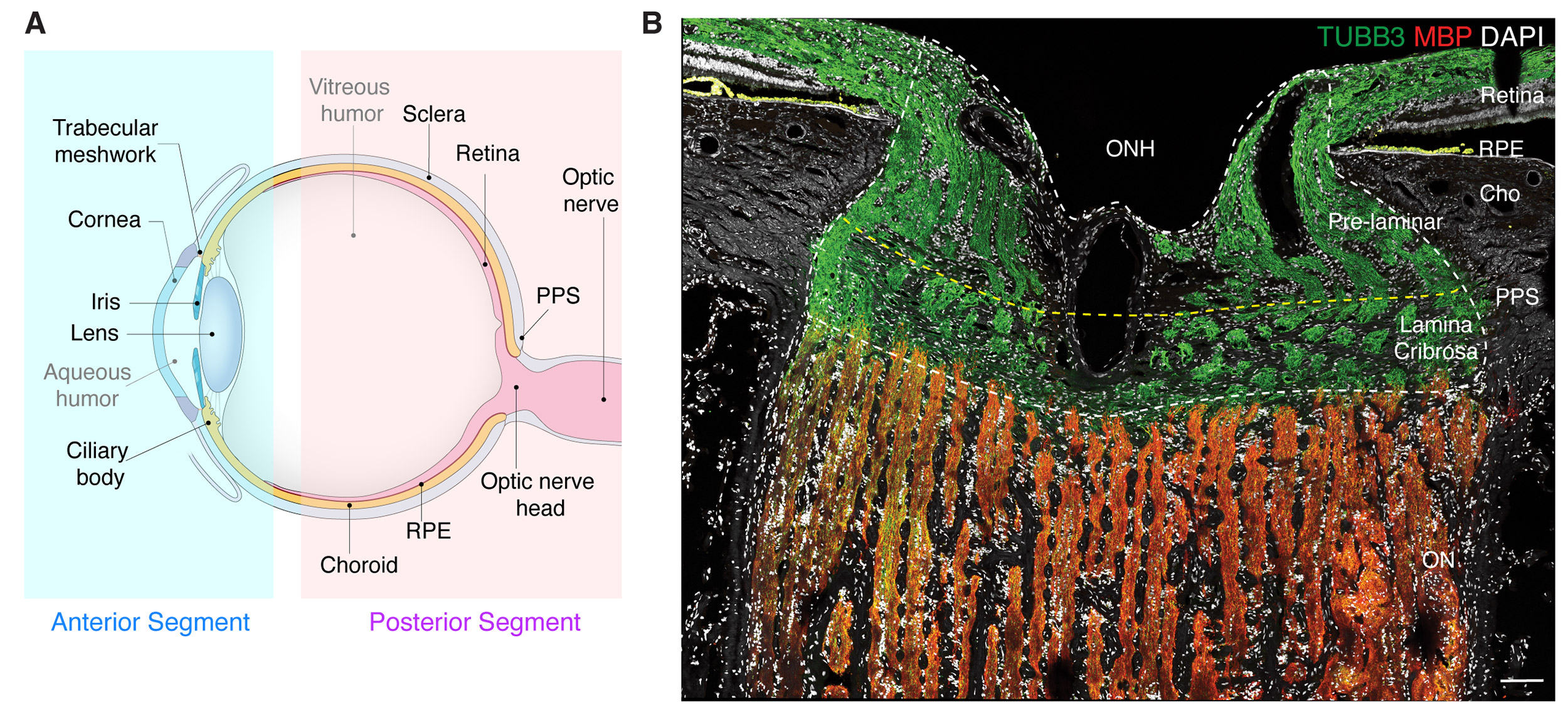 Diagram of an eye and its cell types.