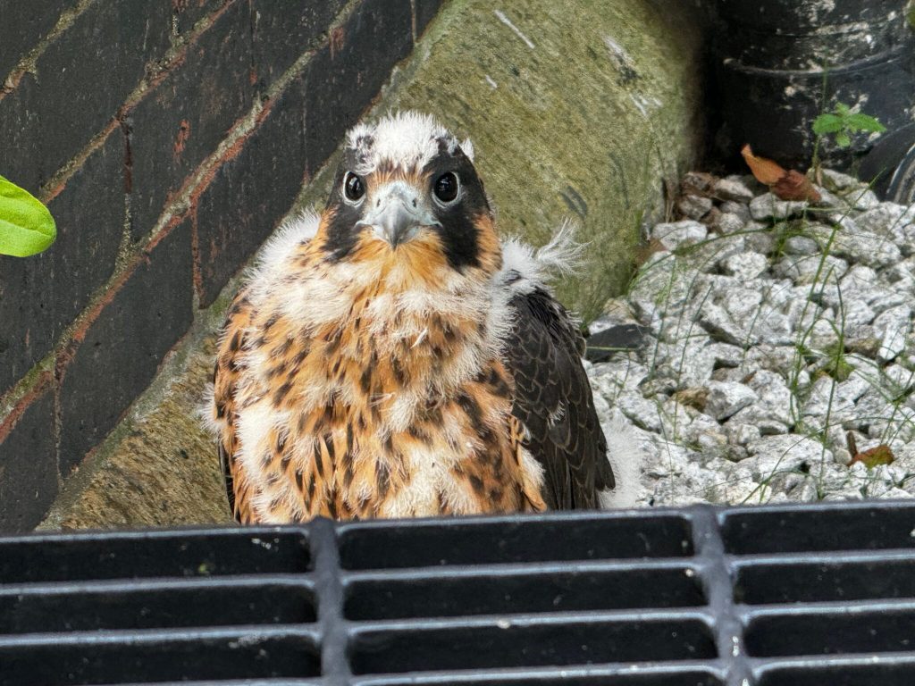 A baby falcon looking disheveled 