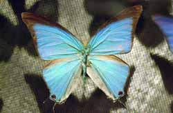 Butterfly display cases