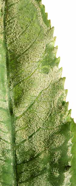 Photo of glass leaf