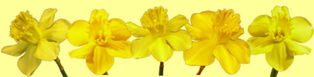 Daffodils