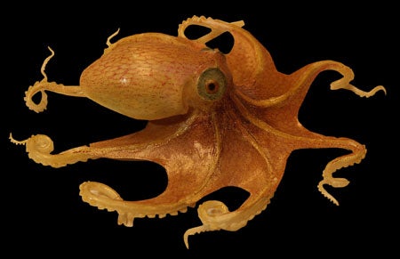 Glass octopus