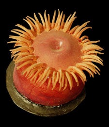 Glass sea urchin