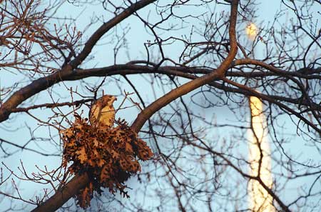 Hawks in tree