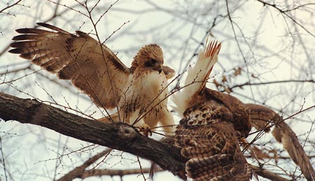 Hawks in tree