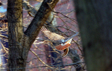 Hawks in tree