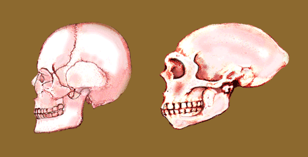 Some (mostly) recent paintings, including a skull study, a still